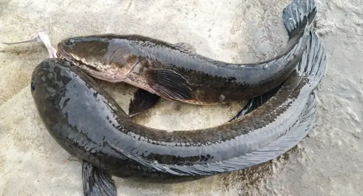 3. Cách Chọn Cá Lóc Tươi Ngonthực Hiện Cách Nấu Cháo Canh Cá Lóc Hà Tĩnh