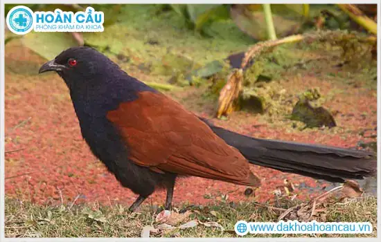 Công Dụng Của Chim Bìm Bịp Theo Y Học Công Dụng Của Chim Bìm Bịp Theo Y Học