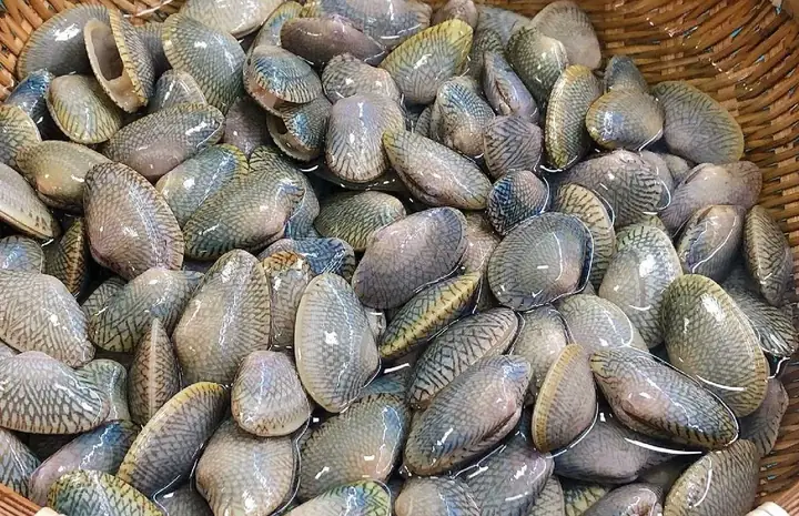 1. Chip chip là con gì?