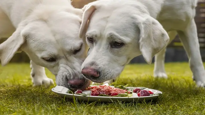 2Mẹo nấu thức ăn cho chó