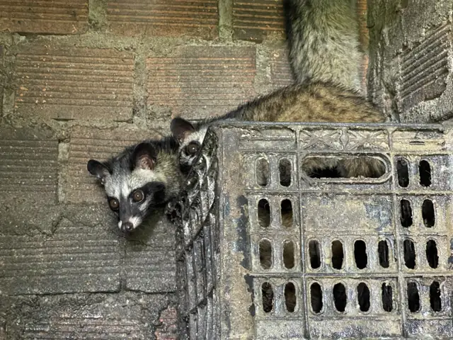 cách nấu cháo cho chồn hương