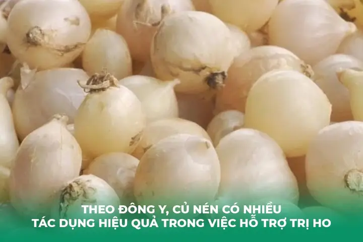 Củ Nén Trị Ho Được Không?