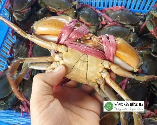 Mẹo chọn cua biển để nấu ngon