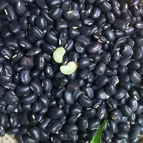 Cã¡ch Náº¥u Sá»¯a Äáº­u Äen Thæ¡m Ngon Bá» Dæ°á»¡ng Táº¡i Nhã Äá» Chiãªu Äã£i Gia Äã¬nh