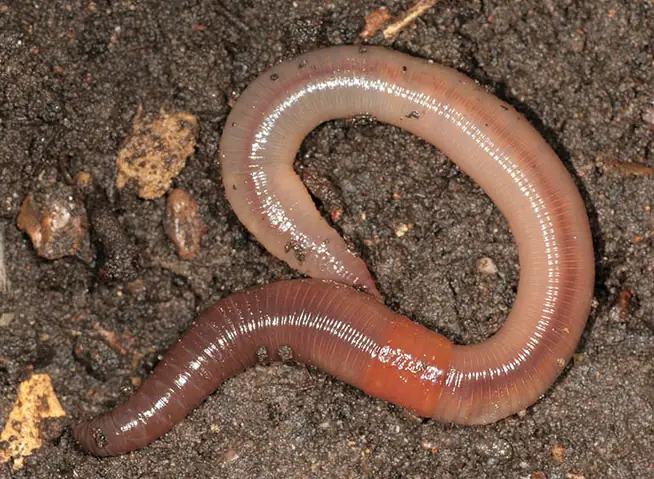 Đặc Điểm Con Giun Đất