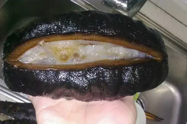 Bước 1: Chế Biến Hải Sâm