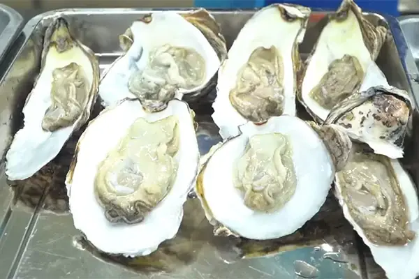 Cách Chọn Hàu Tươi Ngon Cách Chọn Hàu Tươi Ngon