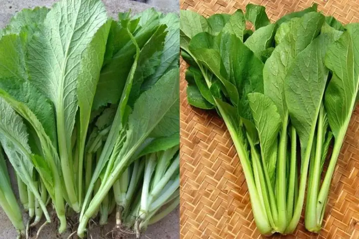 4nên Nấu Cháo Sò Huyết Cho Bé Với Rau Gì? 4nên Nấu Cháo Sò Huyết Cho Bé Với Rau Gì?