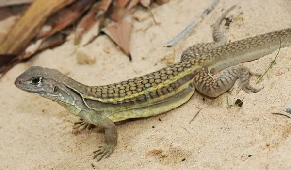 SKĐS - Nhông cát, là một loài bò sát giống thằn lằn, còn gọi là dông cát, nhông cát, nhông biển, nhông cát sử nữ sinh... Loài nhông này rất đặc biệt, chúng không hề có giống đực mà chỉ toàn giống cái. Vì không có giống đực mà vẫn sinh sản nên dân gian gọi vui là “thằn lằn trinh nữ". SKĐS - Nhông cát, là một loài bò sát giống thằn lằn, còn gọi là dông cát, nhông cát, nhông biển, nhông cát sử nữ sinh... Loài nhông này rất đặc biệt, chúng không hề có giống đực mà chỉ toàn giống cái. Vì không có giống đực mà vẫn sinh sản nên dân gian gọi vui là “thằn lằn trinh nữ".