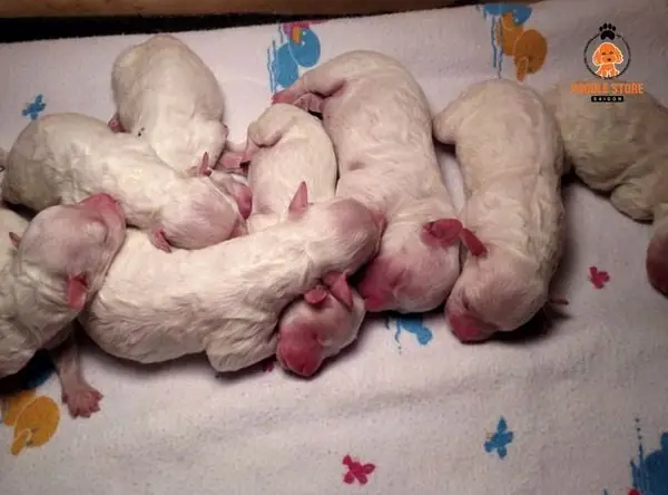 Chú ý làm sạch cơ thể cho cún con mới sinh