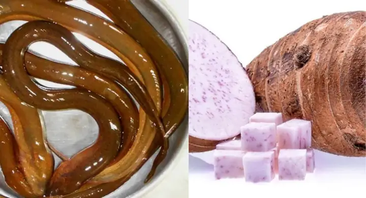 1. Giá Trị Dinh Dưỡng Cháo Môn Lươn Mắm Ruốc 1. Giá Trị Dinh Dưỡng Cháo Môn Lươn Mắm Ruốc