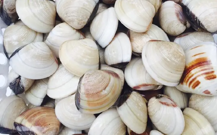 Các mẹ có đang phân vân không biết nấu gì cho con thì hãy thử vào bếp nấu luôn món cháo nghêu cực kỳ thơm ngon nhé!