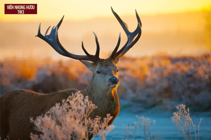 1.Tác dụng của nhung hươu 1.Tác dụng của nhung hươu