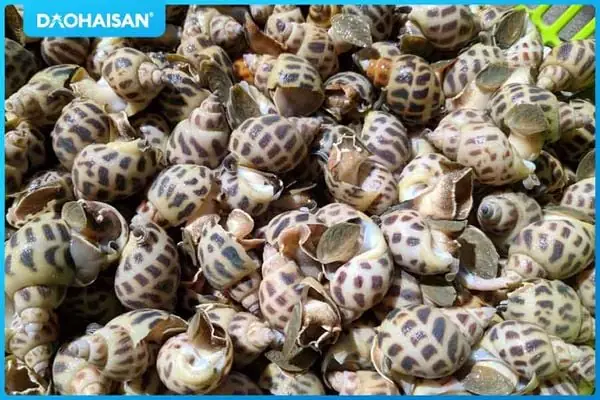 Chuẩn Bị Nguyên Liệu Nấu Cháo Ốc Hương