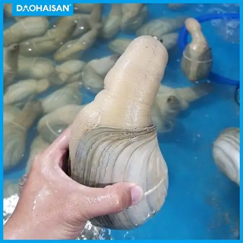 Cách Nấu Cháo Ốc Vòi Voi Cách Nấu Cháo Ốc Vòi Voi