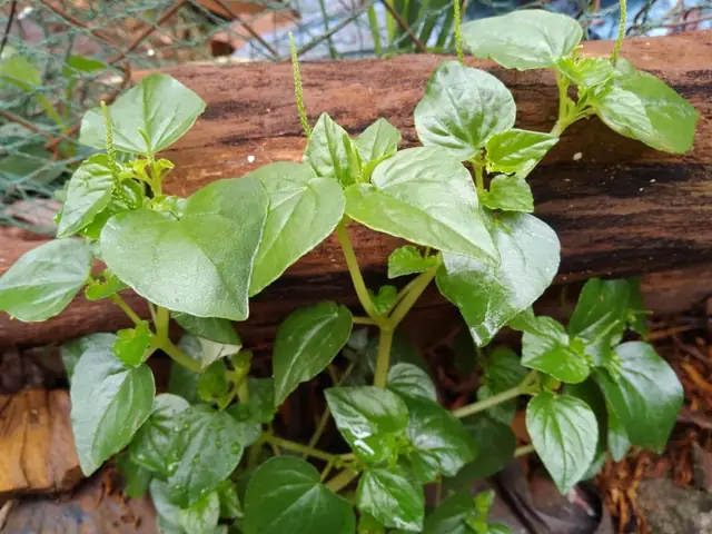 2Thành phần dinh dưỡng trong rau càng cua