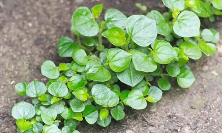 1Rau càng cua là gì?