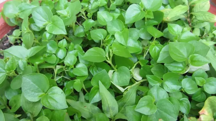 Tốt cho tim mạch và huyết áp