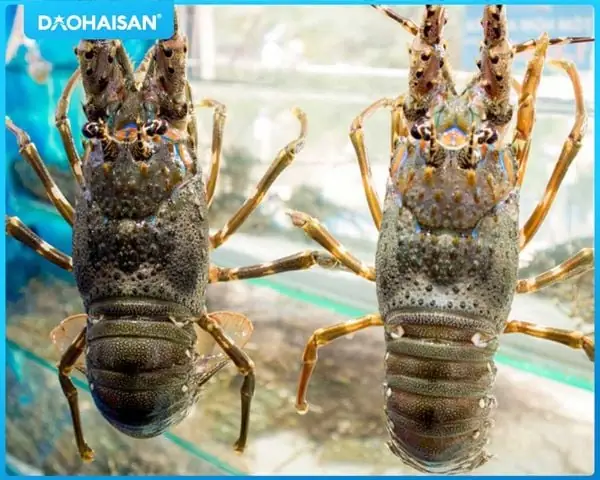 Cách Chọn Mua Tôm Hùm Nấu Cháo Tươi Ngon