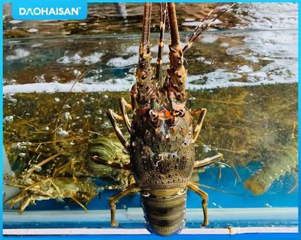 Các bước thực hiện nấu cháo tôm hùm bí đỏ