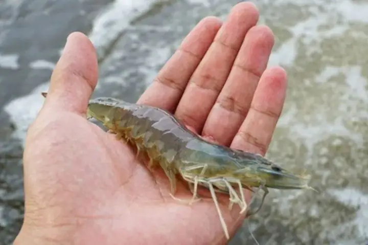 Lưu Ý Quan Trọng Khi Nấu Cháo Tôm