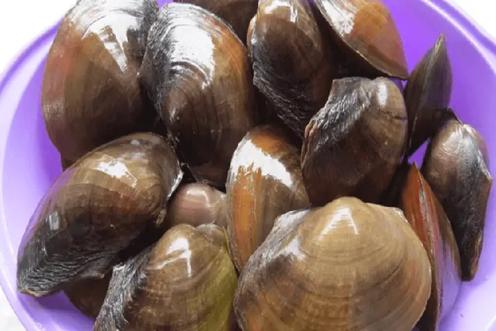 3cách Chọn Trai Ngon Cho Bé Ăn Dặm