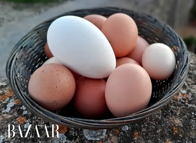 Trứng Ngỗng Kỵ Với Gì Nhất