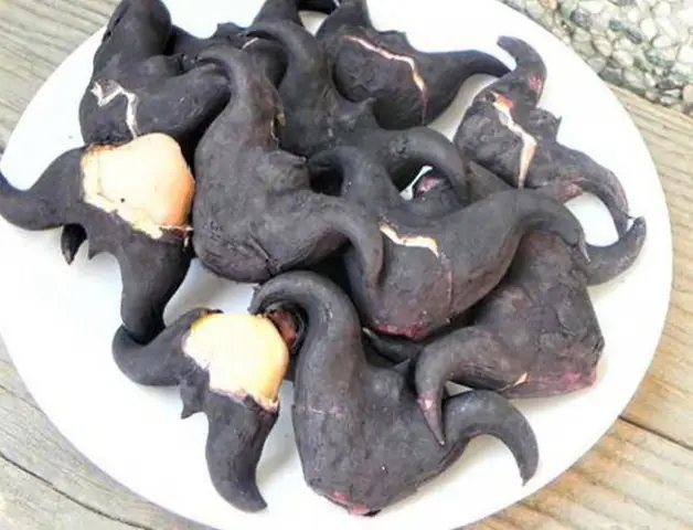 Củ ấu Ảnh: T.l