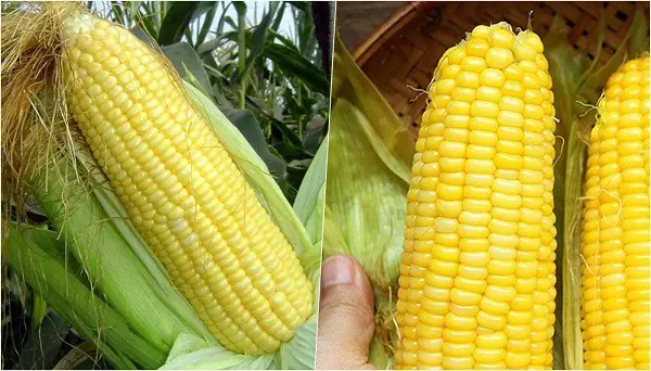 Hướng dẫn chọn mua bắp (ngô) ngon