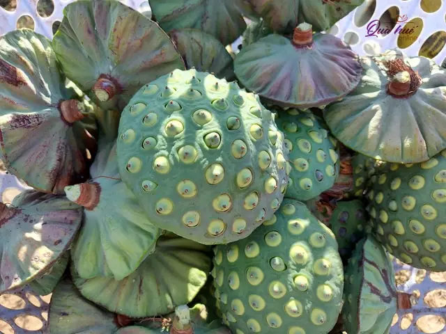 Hạt Sen Vừa Thu Hoạch - Quà Huế Online - Đặc Sản Chính Gốc