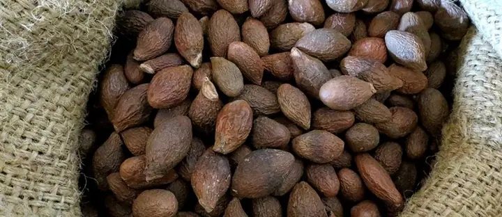 1hạt Ươi Là Hạt Gì?