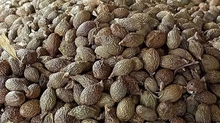 Hạt Ươi Thường