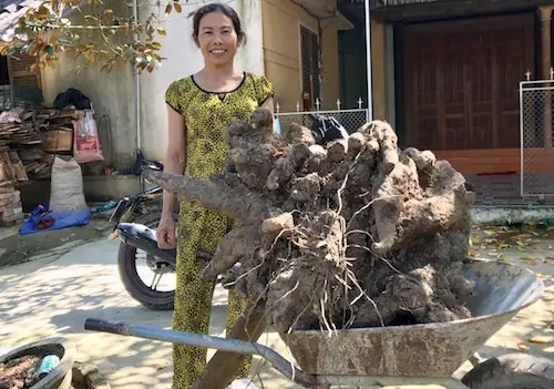 Cách Nấu Chè Khoai Vạc