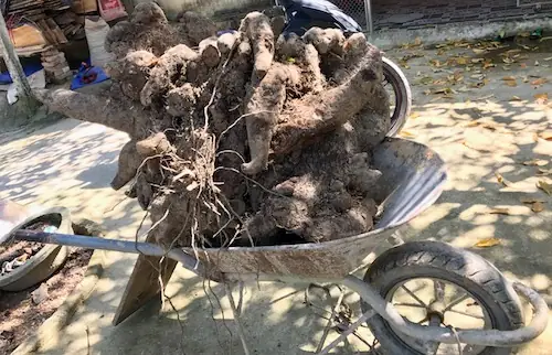 Cách Nấu Chè Khoai Vạc Cách Nấu Chè Khoai Vạc