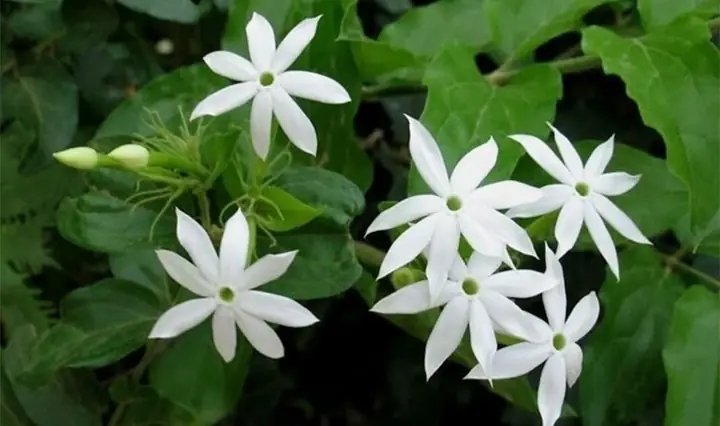 1Chè vằng là gì?