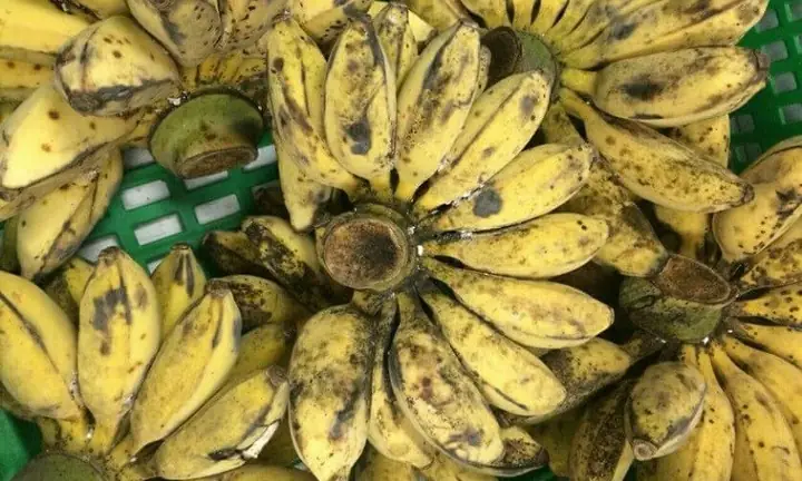 1. Chuối Sáp Là Gì?