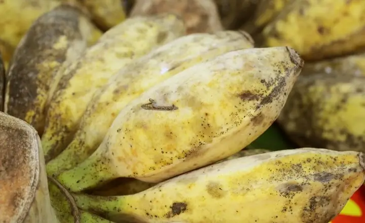 3. Cách chọn mua chuối sáp ngon 3. Cách chọn mua chuối sáp ngon