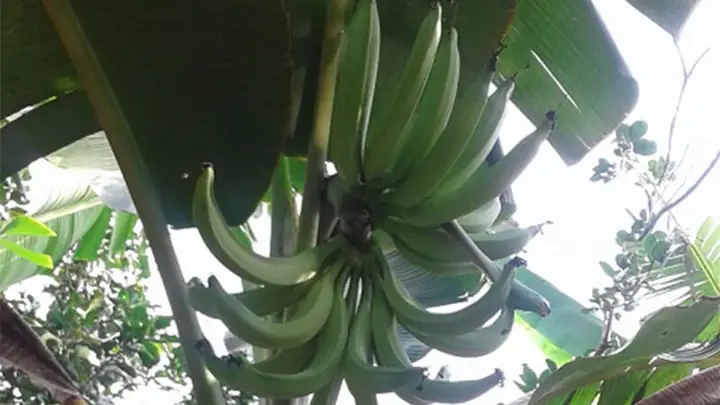 1Chuối táo quạ, tá quạ là chuối gì?