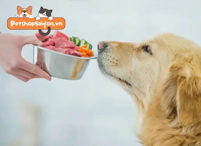 Có nên cho chó ăn phổi hay không?