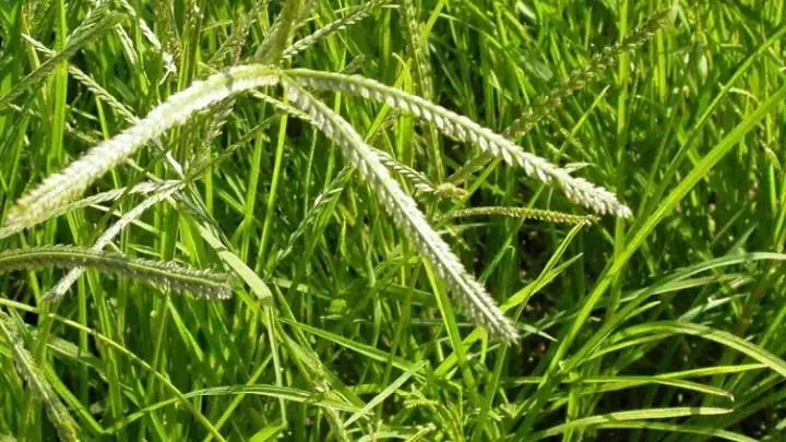 Tác dụng ngăn rụng tóc bằng cỏ mần trầu Tác dụng ngăn rụng tóc bằng cỏ mần trầu