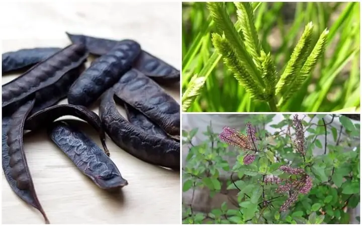 Gội đầu bằng cỏ mần trầu, bồ kết và hương nhu Gội đầu bằng cỏ mần trầu, bồ kết và hương nhu