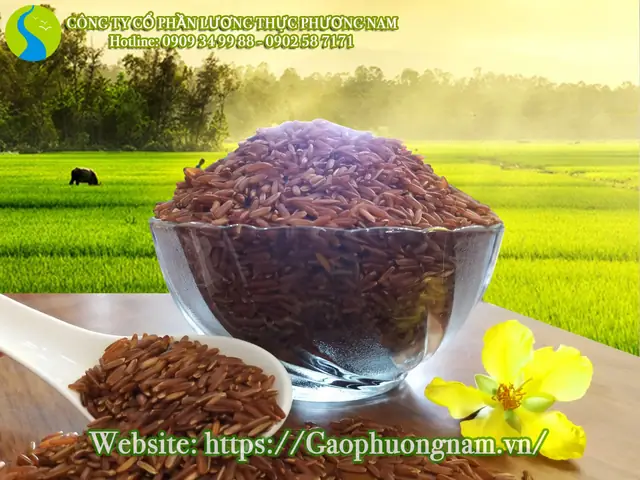 Nguồn Gốc Của Gạo Lứt Sóc Trăng Đỏ (gạo St Đỏ)