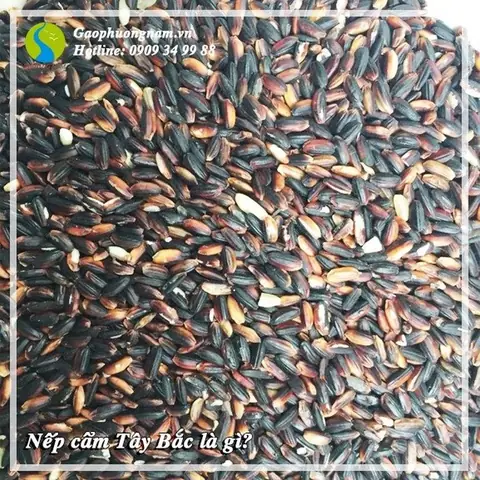 gạo nếp cẩm gạo nếp cẩm