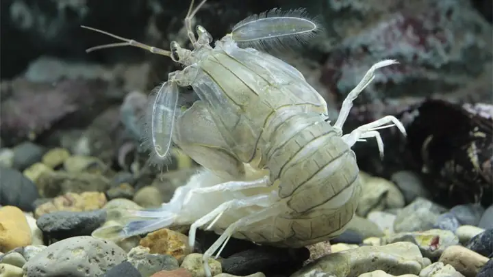 Con Bề Bề Là Con Gì?