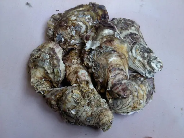 cách nấu con hà biển