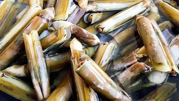 Cách Chế Biến Ốc Móng Tay Ngon