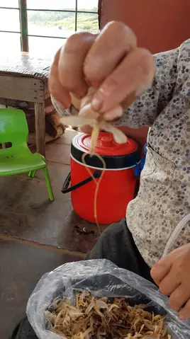 Thu Hoạch Của Một Dân Chài Sau Buổi Sớm Đi Hớt Vật Vờ. Ảnh Uyển Hương Thu Hoạch Của Một Dân Chài Sau Buổi Sớm Đi Hớt Vật Vờ. Ảnh Uyển Hương