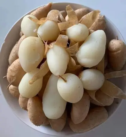 Luộc Củ Lùn Bao Lâu Thì Chín, Cách Luộc Củ Lùn Thơm Ngon