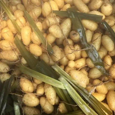 Luộc Củ Lùn Bao Lâu Thì Chín