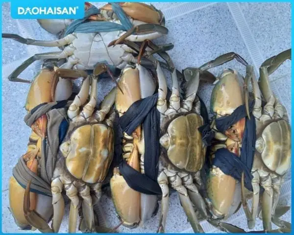 Cách Sơ Chế Cua Cà Mau